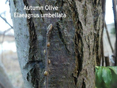 autumn olive buds 